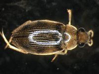 藏品(蚜蟲)的圖片